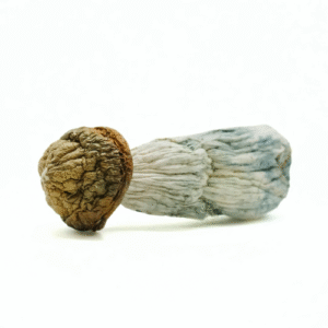 Dried blue meanies mushroom strain